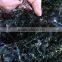 Dried Laminaria, Kelp seaweed,Machine Dried Seaweed