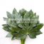 Diversified in packaging crazy selling wholesale flower cut foliage