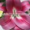 Most popular crazy selling cut flower liliess