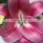 Elegant in smell hot-sale fresh cut lilies
