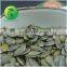 Pumpkin Seeds Kernels GWS