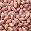 2014 Peanut Kernels, Luhua / Haihua 24/28,28/32,34/38