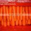 2016 fresh red carrot organic high quality HACCP Gap Kosher Size S M L 2L 3L