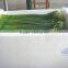 2015 new arrival hot sale fresh onion flowers from professional factory
