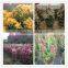 Bougainvillea spectabilis