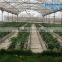 BLD Large Multi-span Plastic film Greenhouse/agriculture greenhouse