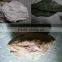 Landscape decorative stone