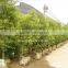 Melaleuca bracteata ornamental plants