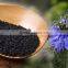 Nigella Sativa Extract