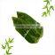 Natural Bamboo Leaves high quality bamboo leaves good Bamboo Leaves No pollution Fresh
