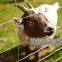 Farm Fence Field Fence Goat cattle deer stock fencing grassland hinge joint fixed knot fence high tensile strenght