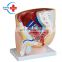 HC-S269 Human Anatomy Model  Male sagittal anatomical model/Median Sagittal Sectioned Pelvis Model