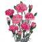 Professional company direct sell carnation flowers export Southeast Asia find importers