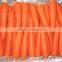 Crispy Carrot Sweet Carrot Wholesale Carrot