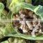 Supply Chinese Fresh Ginger With Good Quality for Sale