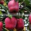 Fresh Huaniu apple with best price for sale