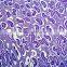 Medical Science Subject and Biological Tissue cells slide prepared slides in human histology
