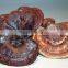 Red Reishi Mushroom Extract from GMP Manufacturer