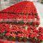 Christmas flower decorations Euphorbia pulcherrima bonsai