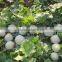 Hybrid F1 ANAS MUSK Melon Seeds