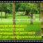 Green Power Coated hinge joint field fence /cattle fence/deer fencing supply