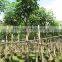 Tabebuia rosea landscaping tree pinky flower tree