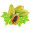 100% natural Fermented papaya powder extract/new product/papaya powder