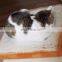 lifelike bread cushion