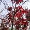 1000g loose raw acer palmatum seeds palmate smooth Japanese maple seed for planting