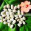 New Crop Dry White Kidney Beans For Sale
