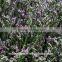 Chinese factory cheap wholesale real limonium grass with long stem