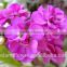 Best hot sale Africa violet Africa violet plant with 0.8kg/bundle from Yunnan, China
