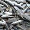 Frozen Round Scad Fish