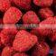 AD Dried Strawberry with good quality