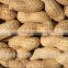 Supplying Raw Bulk Peanut in Shell with Different Specification for Sales