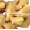 We are supplying 2016 new crop chinese fresh mature ginger
