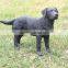 1:6 scale 3d model Dog sculptures customize small Poodle dog figures
