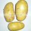 2015 New Crop of Fresh Potatos Mesh Bag Packing Potato From China for Wholesale