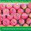 Chinese Red Apple/Red star apple