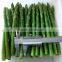 Frozen Fresh Green Asparagus