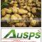 China Fresh Potato With Best Price