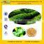 Green Tea Extract Powder with Top Quality from GMP Manufacturer