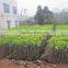 Mango tree seedling Mangifera indica tree seedlings