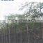 Delonix regia grow bag trees