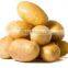 Chinese Holland Potato in Hot Sale