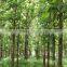 Indian Treated Teak forestry tree Seeds ( Tectona grandis )Swagon Rajasthan Asia