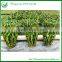Cage Shaped Dracaena Sanderiana Lucky Bamboo