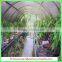 single-span large tunnel solar greenhouse for flower/vegetable growing