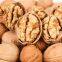 Wholesale Natural Organic First Grade Bulk Raw Walnut Kernels Nuts & Kernels