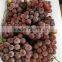 Chinese Fresh Fruits Grape Yunnan Red Grapes